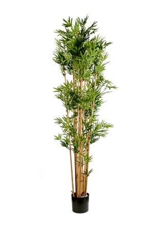 Gulf Flowers Artificial Japanese Bamboo Tree with real trunk - pzsku/Z5F84EE7B87C20E29F507Z/45/_/1725357884/edb48daf-6d69-4f15-81d9-18bc54ca141d