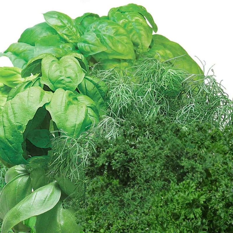 AeroGarden Gourmet Herb Seed pod Kit - Herb Seeds for AeroGarden Indoor Garden, 3-Pod - Image 3