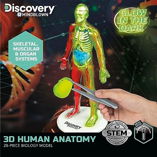 Discovery™ 3D Human Anatomy 28-Piece Biology Model with Glow-in-The-Dark Human Model, Hands on Learning, Age 8+ - Image 2