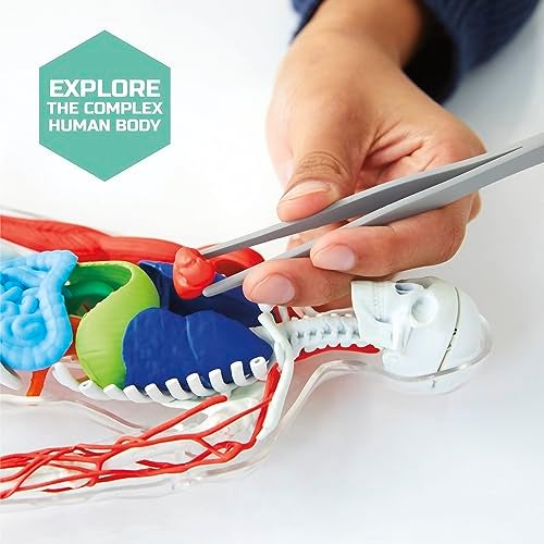 Discovery™ 3D Human Anatomy 28-Piece Biology Model with Glow-in-The-Dark Human Model, Hands on Learning, Age 8+ - Image 4