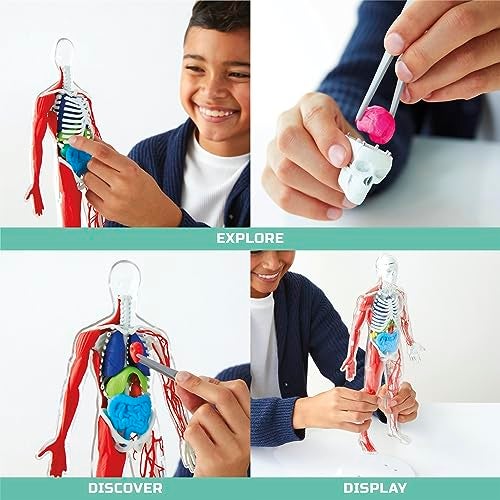 Discovery™ 3D Human Anatomy 28-Piece Biology Model with Glow-in-The-Dark Human Model, Hands on Learning, Age 8+ - Image 3