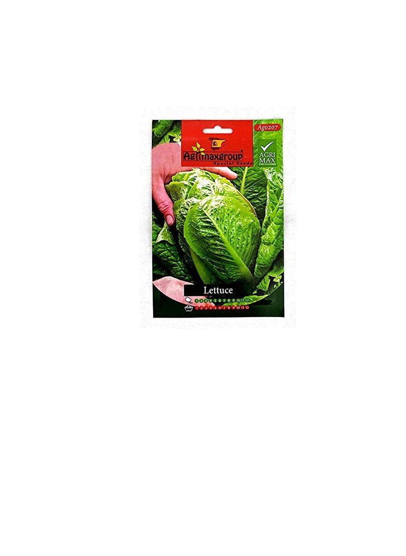 أجريماكس بذور الخس من Agrimaxgroup  - Image 1