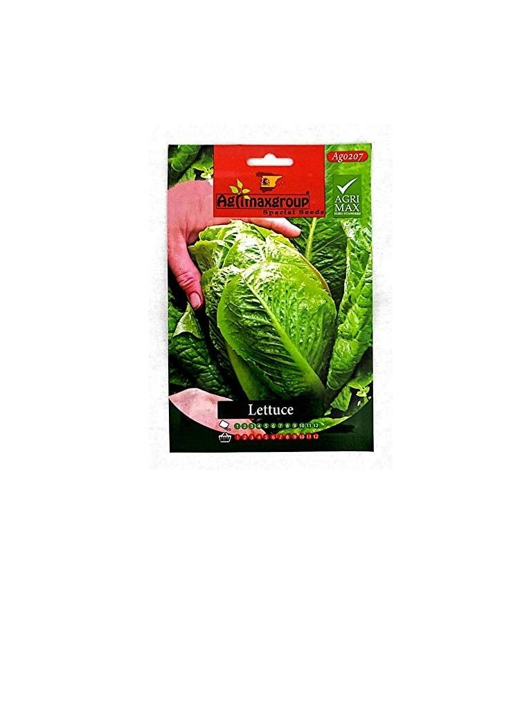 أجريماكس بذور الخس من Agrimaxgroup  - Image 3
