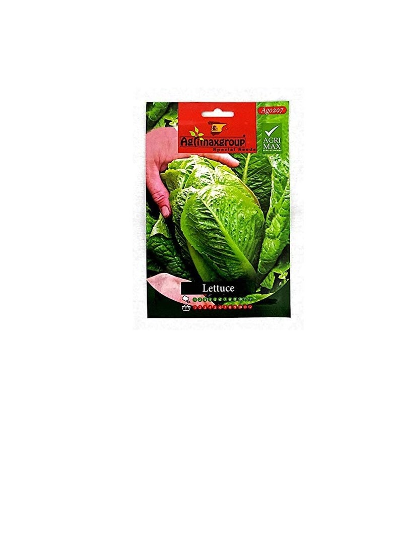 أجريماكس بذور الخس من Agrimaxgroup  - Image 2