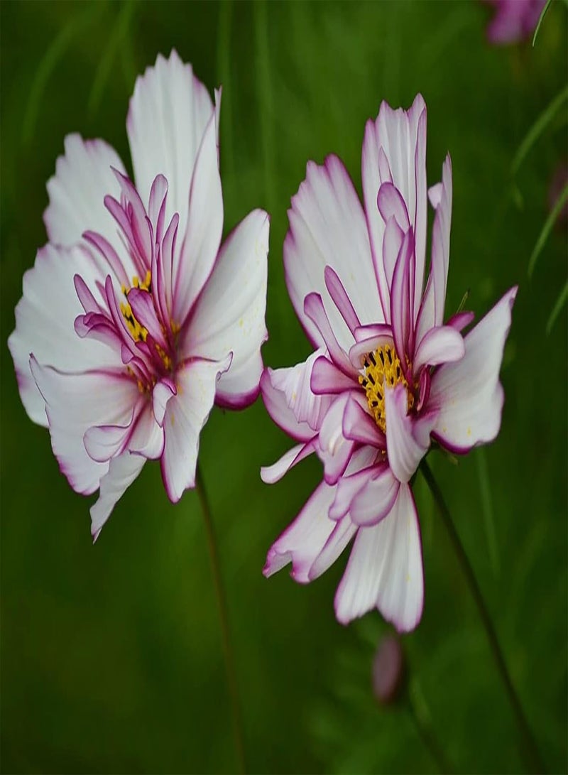 جي جوت 100 قطعة من بذور الكوزموس للزراعة في الداخل أو الخارج، زهور الحديقة استعد لعرض مذهل استمتع بجمال الطبيعة - Image 2