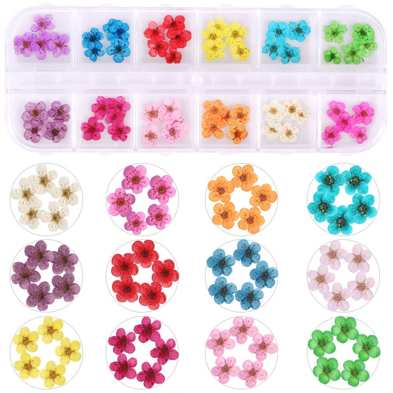 Kissbuty 2 Boxes Dried Flowers for Nail Art, KISSBUTY 24 Colors Dry Flowers Mini Real Natural Flowers Nail Art Supplies 3D Applique Nail Decoration Sticker for Tips Manicure Decor (Daffodil Hydrangea Daisy) - Image 2