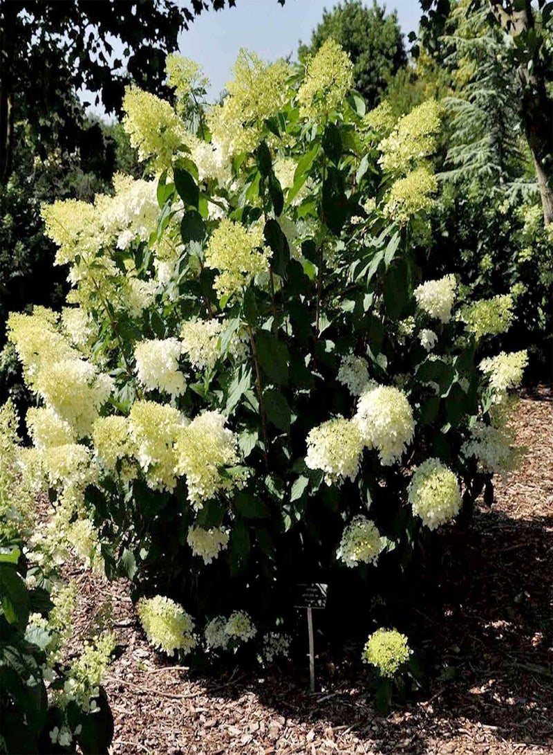 Hydrangea paniculata Plant 'Phantom', Deciduous, Hardy Shrub, AGM Winner, Pink Flowers, Ideal for Cottage Garden, Containers, Specimen Plant, Cut Flowers, 1 x 3 Litre Potted Plant by seeds