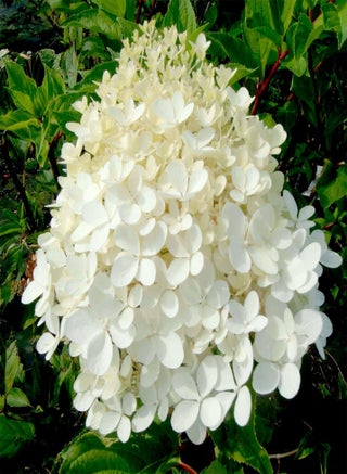 Hydrangea paniculata Plant 'Phantom', Deciduous, Hardy Shrub, AGM Winner, Pink Flowers, Ideal for Cottage Garden, Containers, Specimen Plant, Cut Flowers, 1 x 3 Litre Potted Plant by seeds - pzsku/Z5FAE3DB8308566E8E52DZ/45/1743070113/c2add698-ac2f-45b5-969e-dee277747661