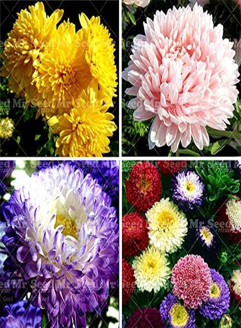 GGOOT Green Seeds Co. 200 pz/borsa aster pianta aster fiore bonsai pianta del fiore arcobaleno crisantemo pianta perenne fiori pianta per la casa giardino: 1 - Image 3
