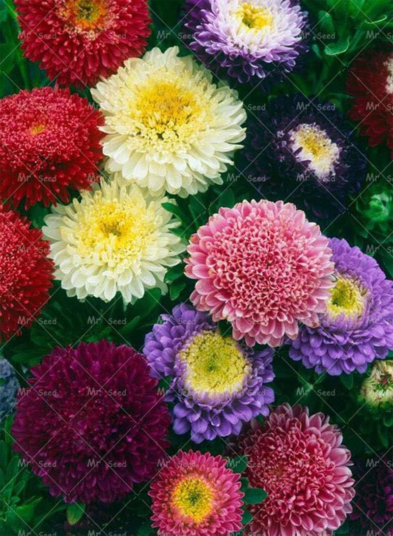 GGOOT Green Seeds Co. 200 pz/borsa aster pianta aster fiore bonsai pianta del fiore arcobaleno crisantemo pianta perenne fiori pianta per la casa giardino: 1 - Image 4