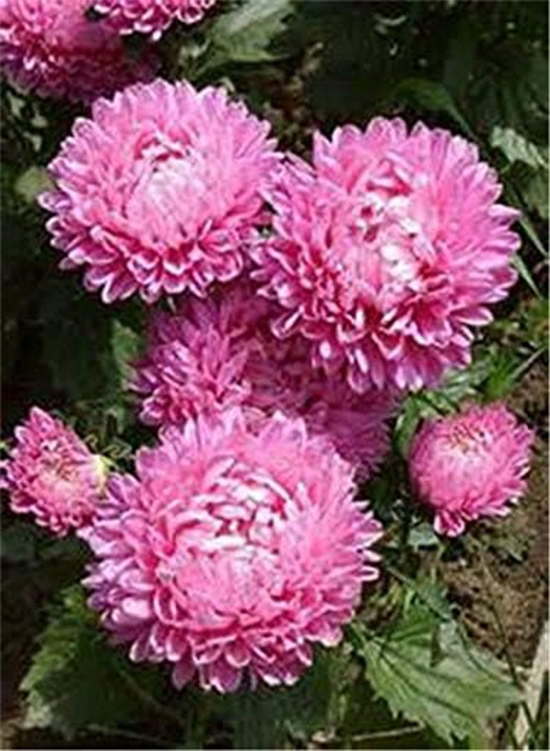 GGOOT Green Seeds Co. 200 pz/borsa aster pianta aster fiore bonsai pianta del fiore arcobaleno crisantemo pianta perenne fiori pianta per la casa giardino: 1 - Image 1