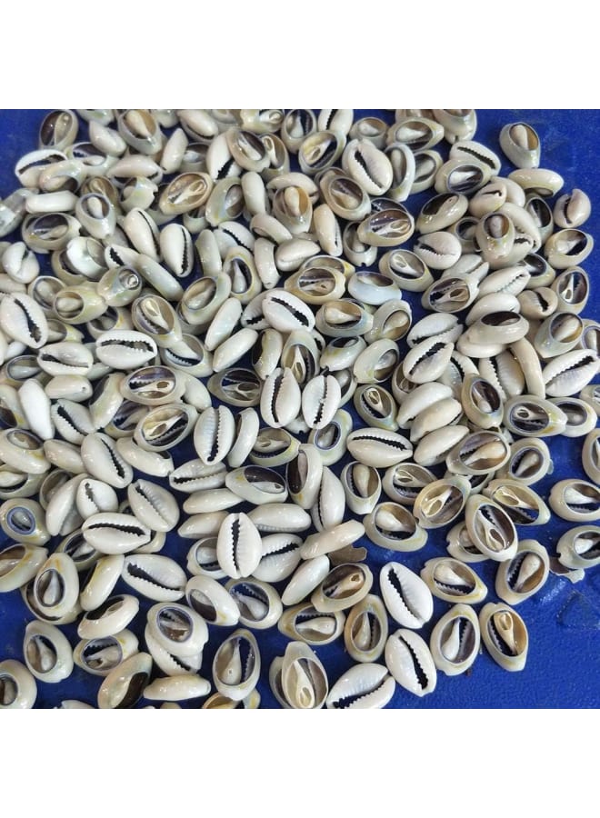 100 Pcs Natural Cowrie Shells Beads Oval Beach Seashells African Shells for Hair Jewelry Making DIY Craft - Image 3