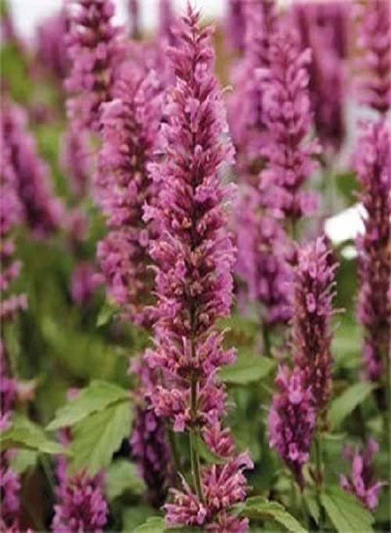 GGOOT 30pcs Black and Blue sage Flower Seeds