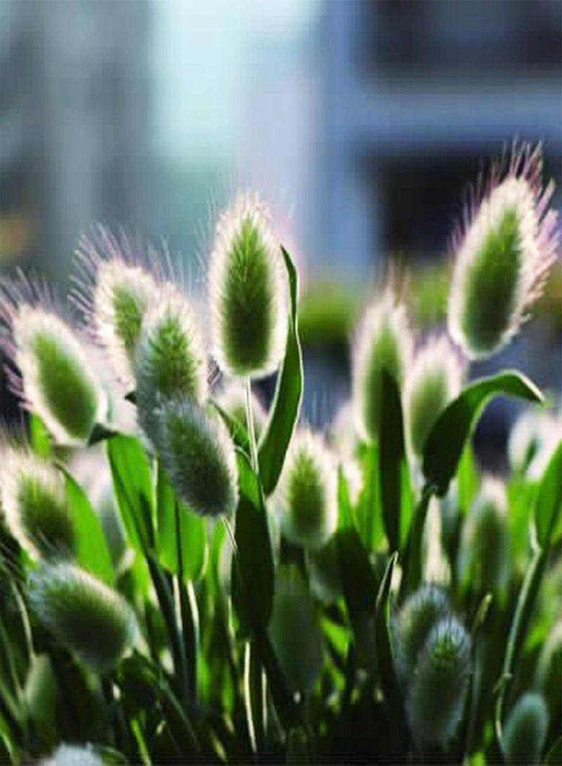 جي جوت 100 قطعة/حقيبة من بذور لاجوروس أوفاتوس، أعشاب زينة على شكل ذيل أرنب، بذور لاجوروس أوفاتوس مزدهرة للفناء بلون أخضر نعناعي - Image 1