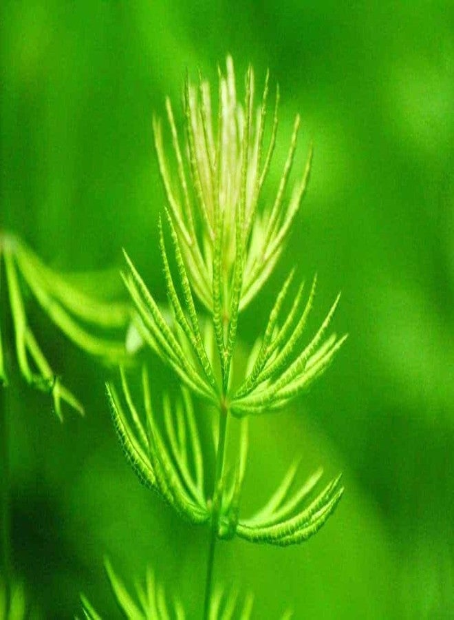 نبات ذيل الثعلب لأحواض السمك، نبات لأحواض سمك ذيل الثعلب (عبوة من 11 قطعة) - Image 3