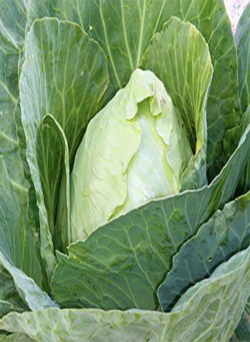 GGOOT Cabbage Early Jersey Wakefield Great Heirloom Vegetable by  800 Seeds