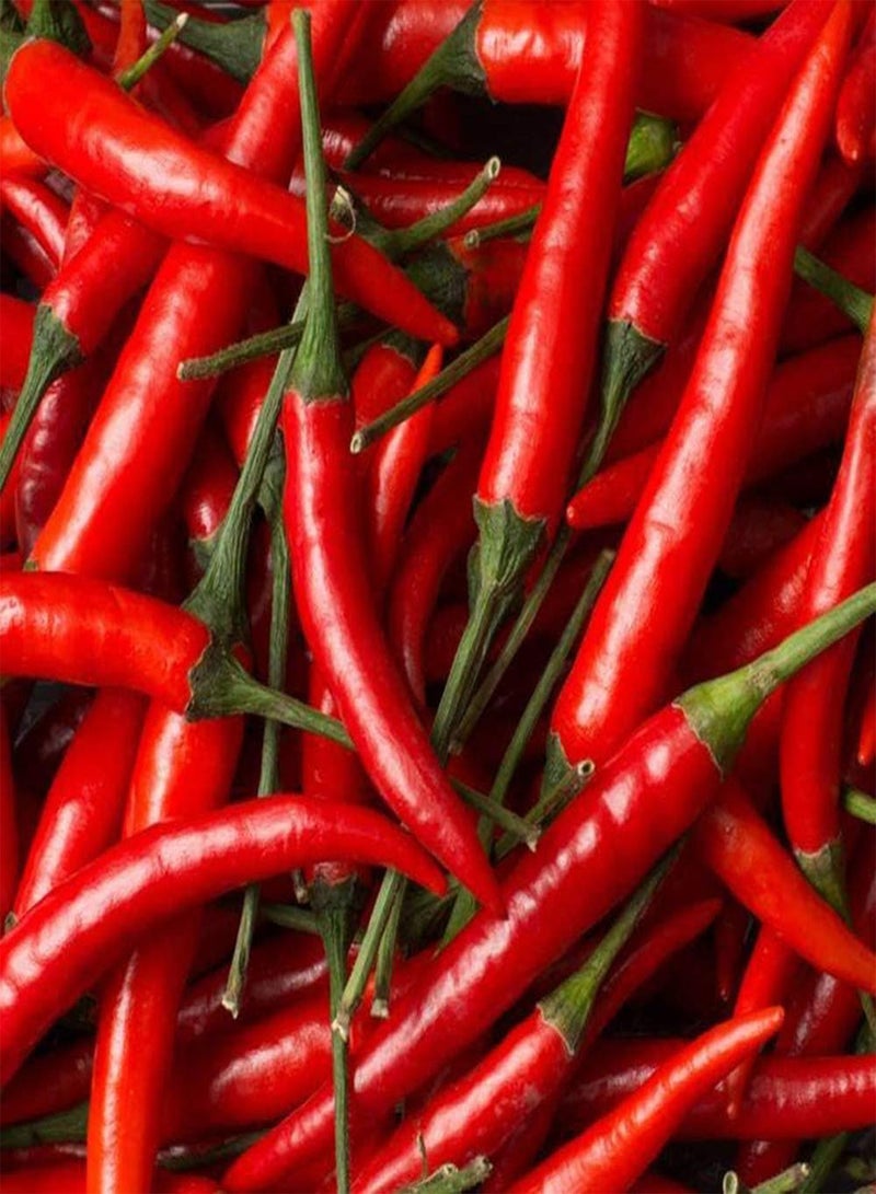 GGOOT 200Pcs Red Pepper Seeds Perennial Heirloom Vegetables Outdoor Garden Greenhouse Courtyard Balcony Easy to Plant Varieties - Image 4