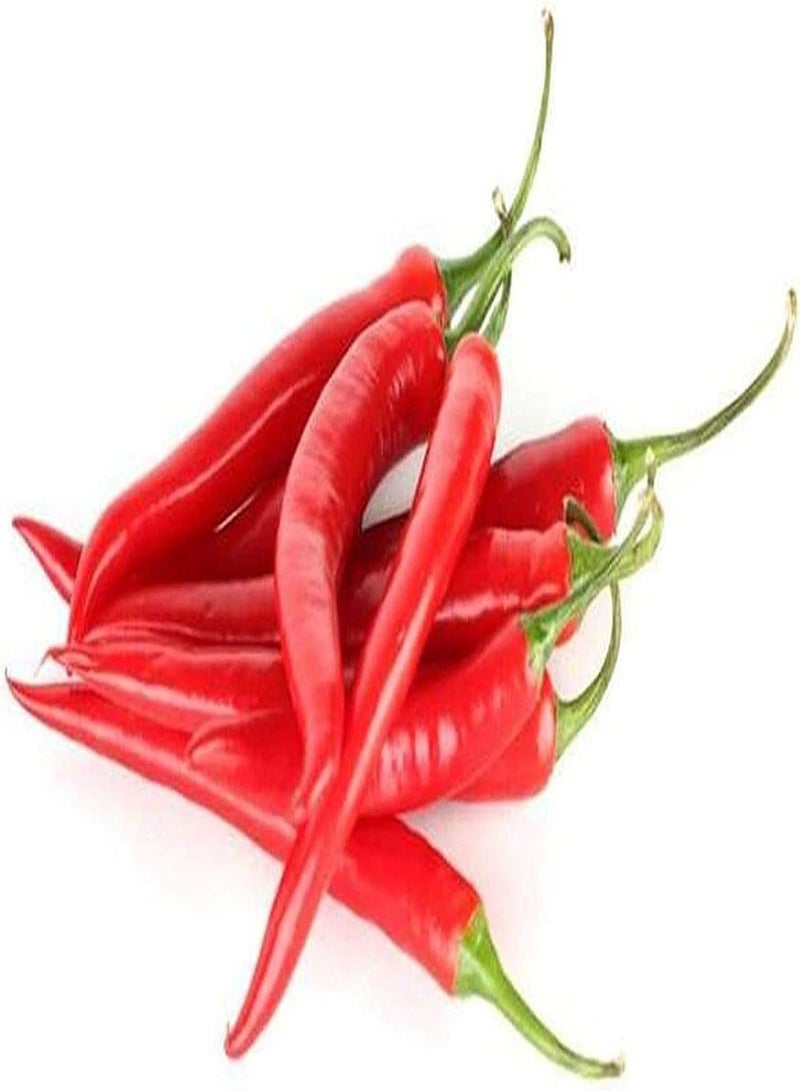 GGOOT 200Pcs Red Pepper Seeds Perennial Heirloom Vegetables Outdoor Garden Greenhouse Courtyard Balcony Easy to Plant Varieties - Image 3
