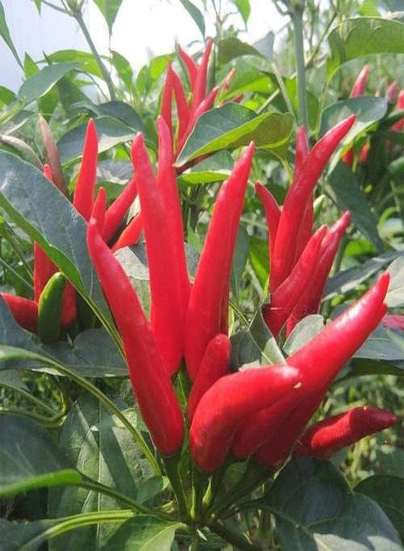 GGOOT 200Pcs Red Pepper Seeds Perennial Heirloom Vegetables Outdoor Garden Greenhouse Courtyard Balcony Easy to Plant Varieties - Image 2