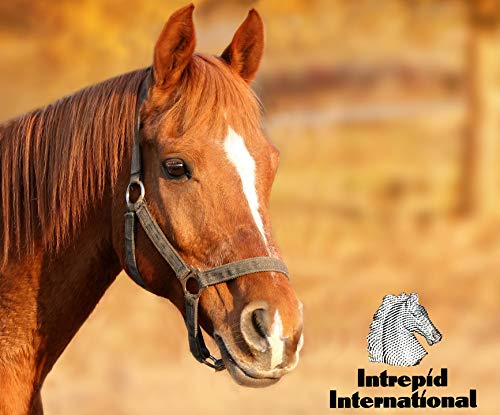 Intrepid International Click Horse Hock Shield, Hock Shield for Horses, Fleece Lining, Prevents Hock Sores & Bed Sores, Tear Resistant Protectors, Black w/Green Trim XL Horse Size 16"-20" - Image 4
