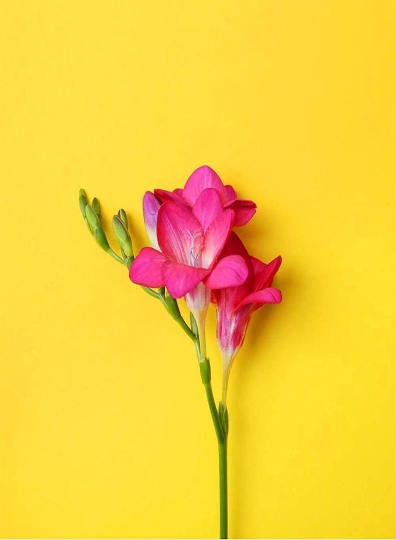 GGOOT 12pcs Freesia seeds Perennial Heirloom Flower seeds Spring Blossom Garden Decoration Adds Color High Ornamental Value Efficient Planting in Outdoor Gardens - Image 2