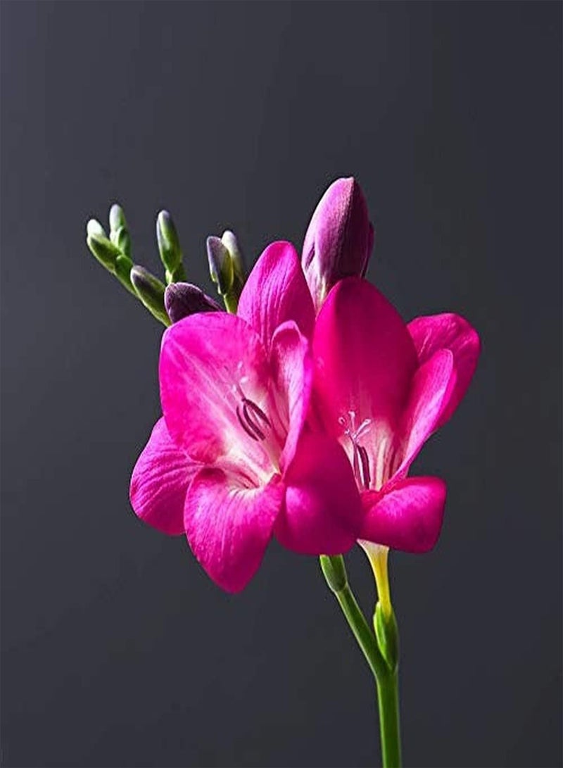 GGOOT 12pcs Freesia seeds Perennial Heirloom Flower seeds Spring Blossom Garden Decoration Adds Color High Ornamental Value Efficient Planting in Outdoor Gardens - Image 1