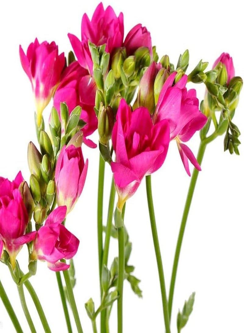 GGOOT 12pcs Freesia seeds Perennial Heirloom Flower seeds Spring Blossom Garden Decoration Adds Color High Ornamental Value Efficient Planting in Outdoor Gardens - Image 3