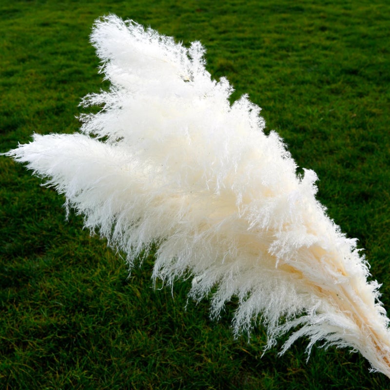 Bluejw 4-6 Inch Natural Pampas Grass Decor - Tall Dried Flowers Boho Home Bouquet for Wedding Arrangements, Vase Filler, Garden Decor - Image 1