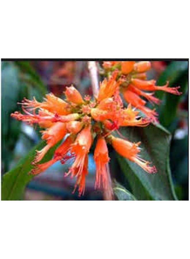 BSD Organics HerbY Breathe Free LIFERR Dhawai Flower/Dhataki Flower/Woodfordia Fruticosa - 500 Grams - Image 2