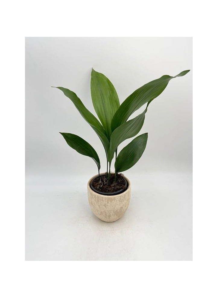 Live Indoor Plant - Aspidistra elatior, 40 cm Tall in Pot - Image 3