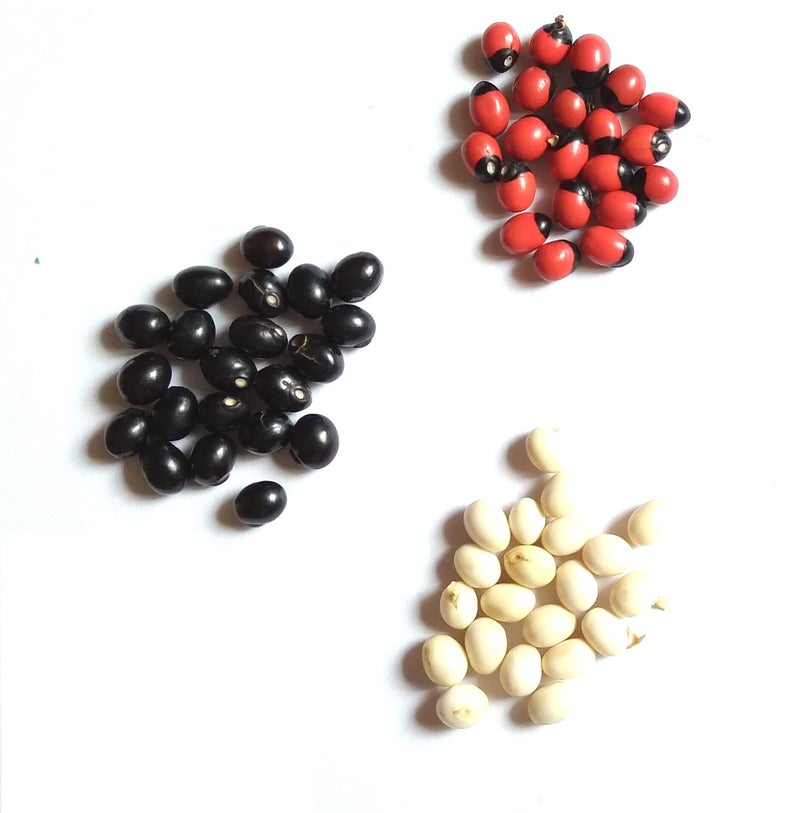 Vinarghya - Gunja Combo (White,Black, Red) / Abrus Precatorius/Rakta Gunja/Gumachi/Chirmi Beads/Gurinvida/Ratti Seeds / गूंज – 21PCS of each - Image 4