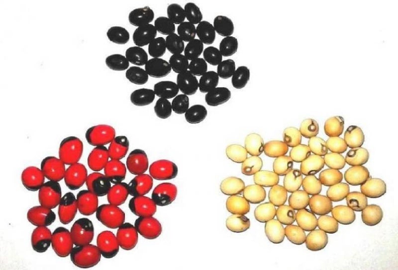 Vinarghya - Gunja Combo (White,Black, Red) / Abrus Precatorius/Rakta Gunja/Gumachi/Chirmi Beads/Gurinvida/Ratti Seeds / गूंज – 21PCS of each - Image 3