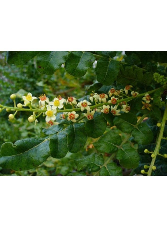 bodi : Boswellia Serrata 65% Boswellic-AcidPowder | 4oz to 2lb | Pure Natural Chemical Free (4oz) - Image 4