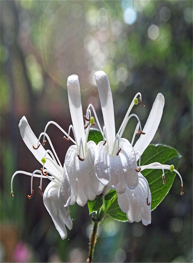 GGOOT Rare Honeysuckle Seeds Wild Flowers Seeds Bees Butterflies Grows Quickly Fresh Rare Species Garden Decoration Plants Marvel at Enchanting Flowers-500 Seeds - Image 1