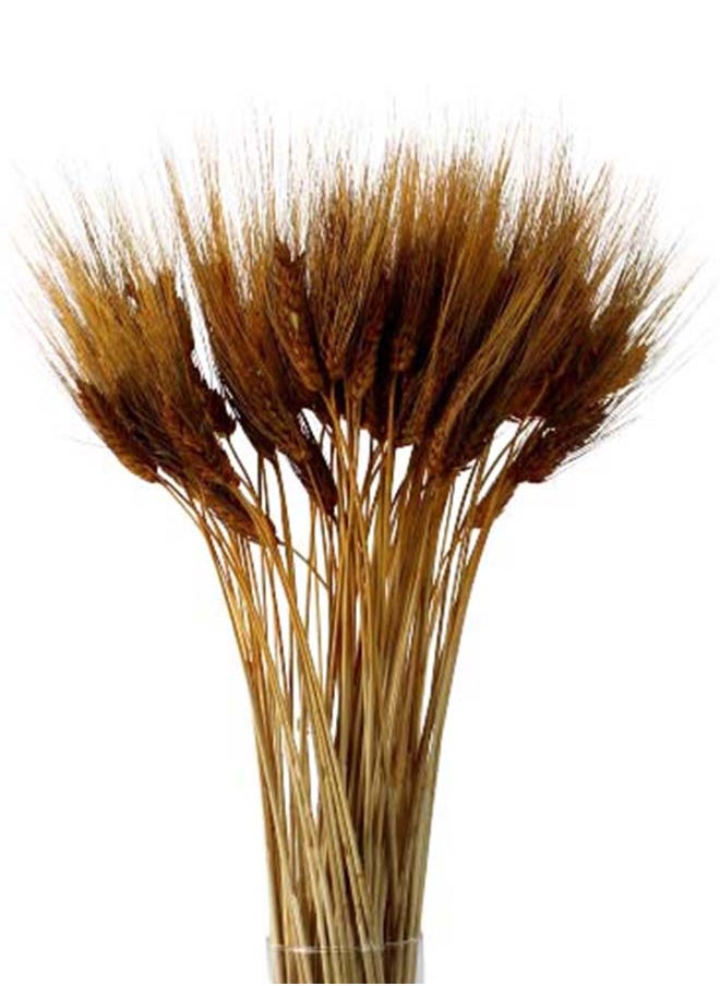 Generic Dried Wheat Flowers Sheaves Grass Bouquet (Orrange, 40Pieces)  - Image 3