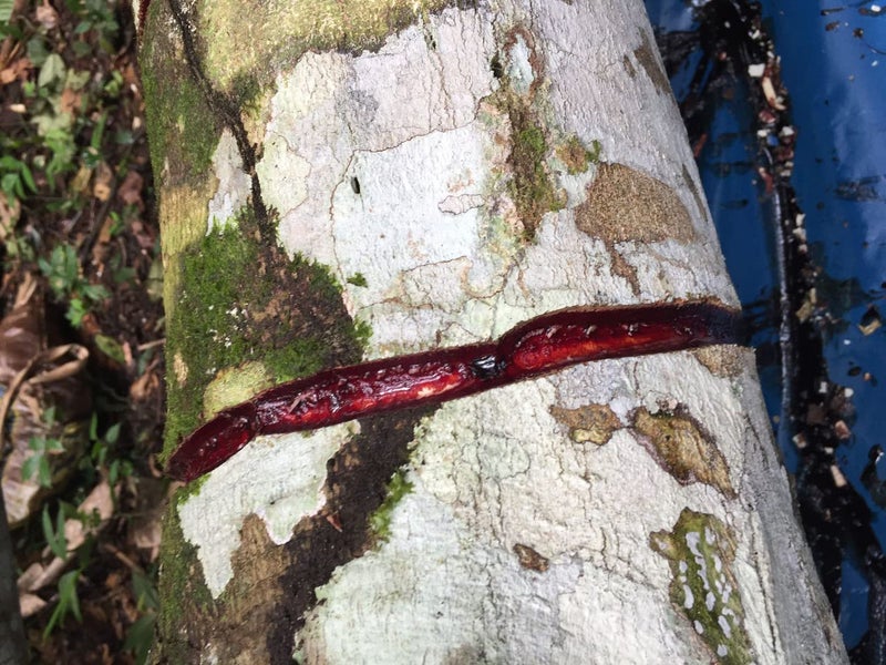 Rainforest Pharmacy Sangre de Drago (or grado) Peruvian Dragonâ€™s Blood Liquid (4oz) | 100% Pure Liquid Sap Ecologically Wildcrafted Croton Lechleri Dragonâ€™s Blood for Digestive and Skin Health - Image 4