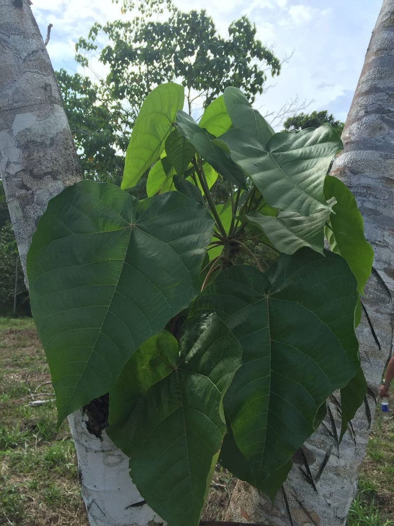 Rainforest Pharmacy Sangre de Drago (or grado) Peruvian Dragonâ€™s Blood Liquid (4oz) | 100% Pure Liquid Sap Ecologically Wildcrafted Croton Lechleri Dragonâ€™s Blood for Digestive and Skin Health - Image 3