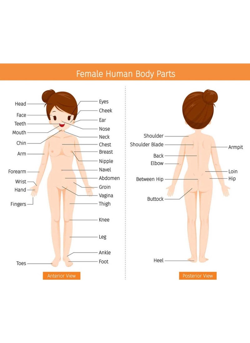 Kt Grup Kt Decoration Female Anatomy Wall Sticker 