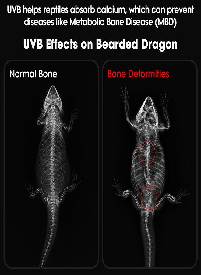 GeeKoit 12-Inch UVB Reptile Light,4H/8H/12H Timer,3 Modes Lighting,5 Level Brightness, 12W UVA UVB Lamp for Desert Tropical Animals Bearded Dragons Turtle Chameleon Tortoises Gecko Snake Frog - Image 2