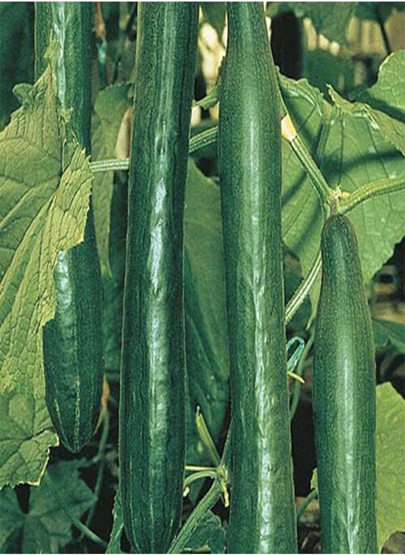 GGOOT Cucumber Telepathy F1, Cucumis Sativus, 10 Seeds by Heavy Torch  - Image 1