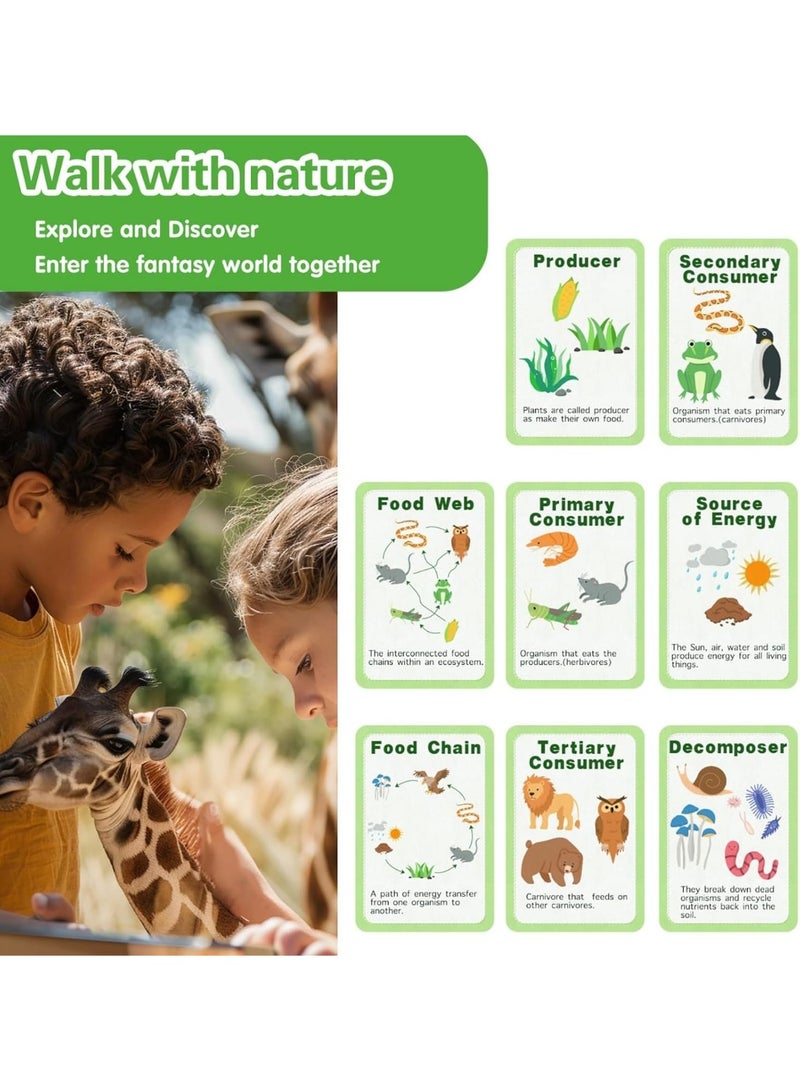 Life Cycle Kit Toy Montessori, 30 Flashcards, Toddler Science Activities for 2-4 Year Olds, Learning about Food Chains, Food Webs for Preschoolers,Early Learning Classroom Essentials,Educational Games - Image 4