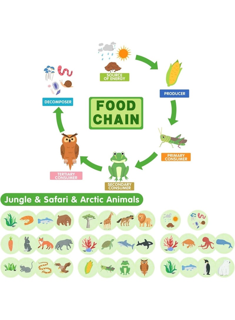 Life Cycle Kit Toy Montessori, 30 Flashcards, Toddler Science Activities for 2-4 Year Olds, Learning about Food Chains, Food Webs for Preschoolers,Early Learning Classroom Essentials,Educational Games - Image 3