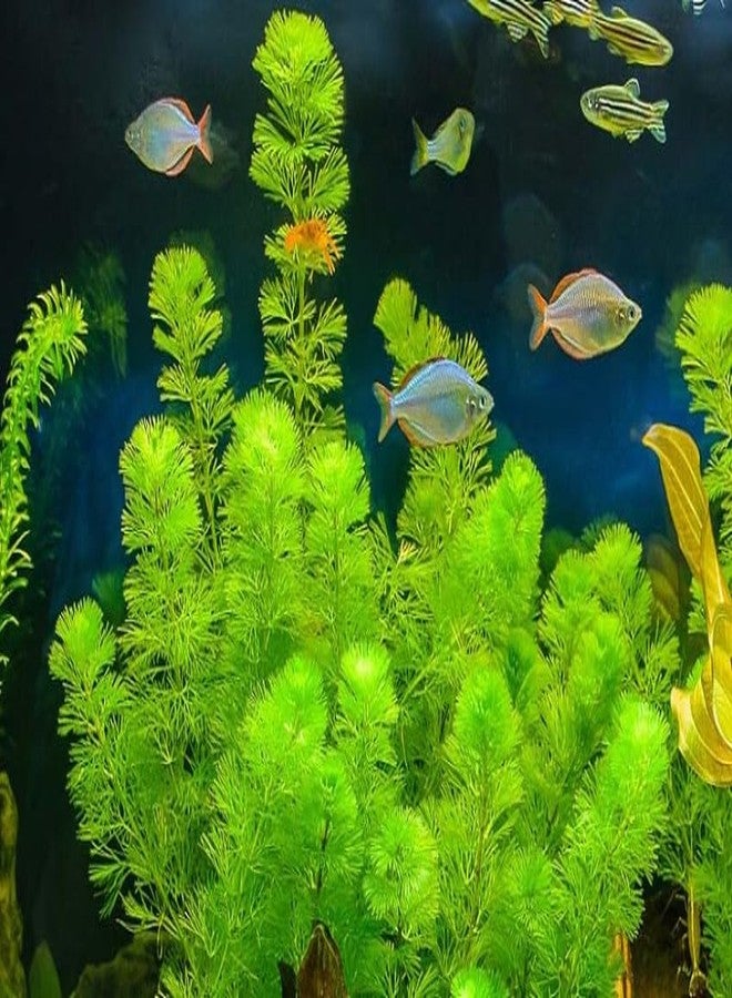 Foxtail aquarium plant (Pack of 12) - Image 1
