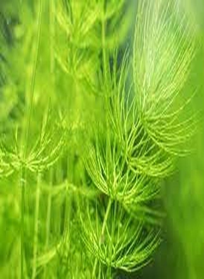 Foxtail aquarium plant (Pack of 12) - Image 3