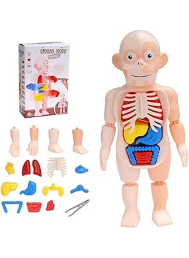 نموذج تشريحي ثلاثي الأبعاد لأعضاء جسم الإنسان من LeeUBestlife، 12 عضوًا بشريًا قابلًا للإزالة، أدوات بصرية للتعلم المنزلي، تجميع ذاتي، أدوات توضيحية لفصول العلوم