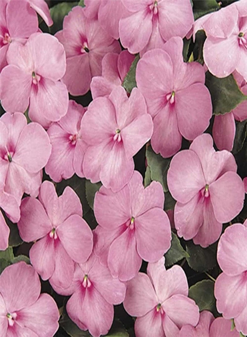 GGOOT 500pcs Impatiens Seeds Beautiful Pattern Elegant Color Decoration Loved by Gardeners and Customers Annual Herbaceous Flowers Garden Yard Planting