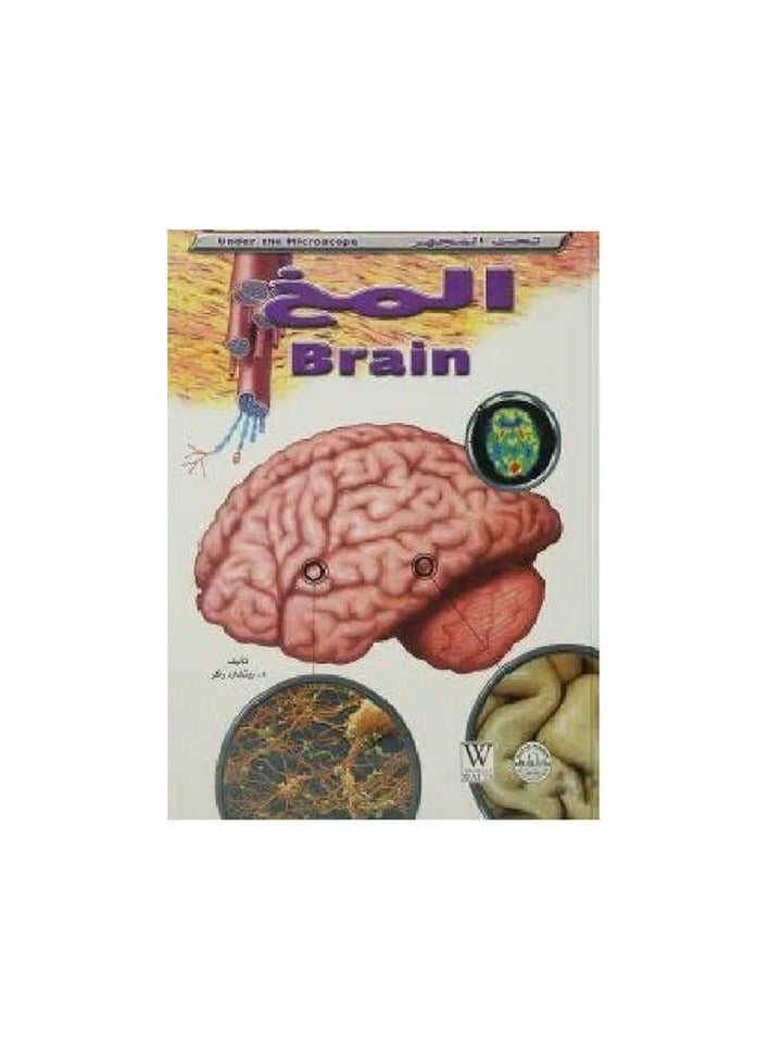 The brain - under the microscope