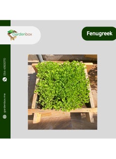 Generic Green Corner Raised gardenbed, 2 Feet by 2 Feet x 23 Cm. Whitewood planter box for home gardening, starter kit to grow flowers, herbs, vegetables, root veggies  - Image 5