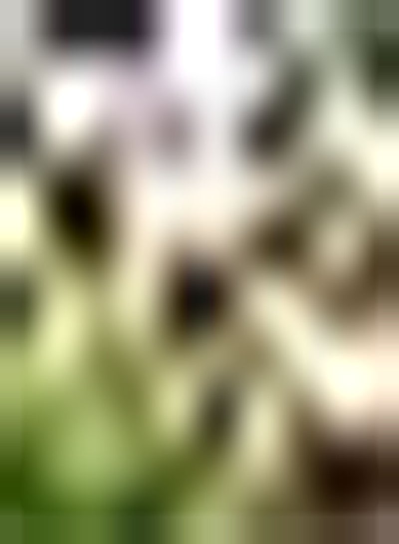 GGOOT 10pcs Gemengde Kleur Tulpenbollen Tuin Kostbare Siersoorten Vaste Plant Maken Omringende Omgeving Mooier Bloemvorm Unieke Kunpcs Decoratie - Image 1