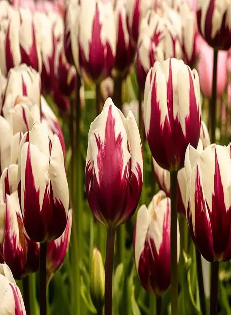 GGOOT 10pcs Gemengde Kleur Tulpenbollen Tuin Kostbare Siersoorten Vaste Plant Maken Omringende Omgeving Mooier Bloemvorm Unieke Kunpcs Decoratie - Image 2